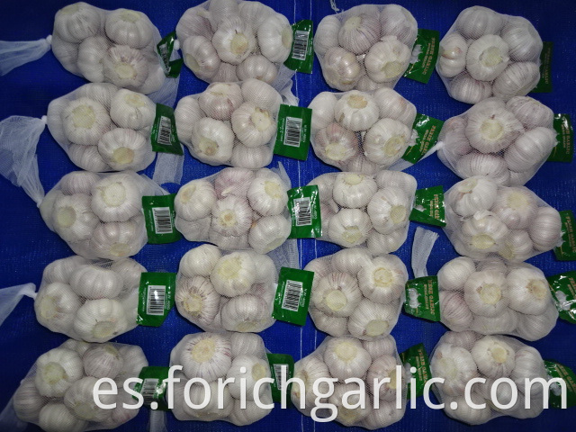 Normal White Garlic Crop 2019